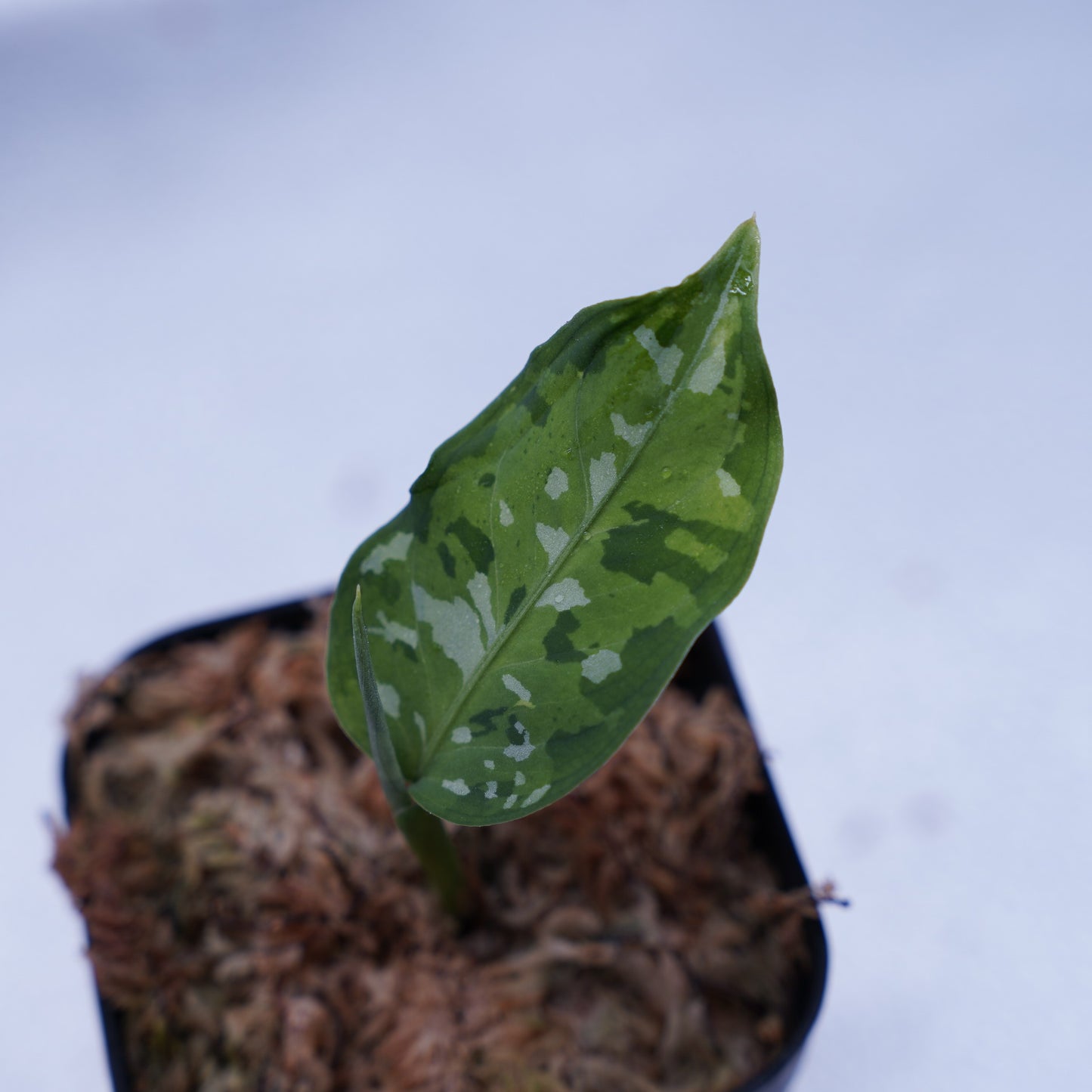 <出射便>Aglaonema Pictum Tricolor “Andaman” Port Blair