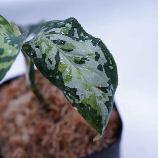 <オリジナル>Aglaonema Pictum Multicolor UND “BERGDORF”