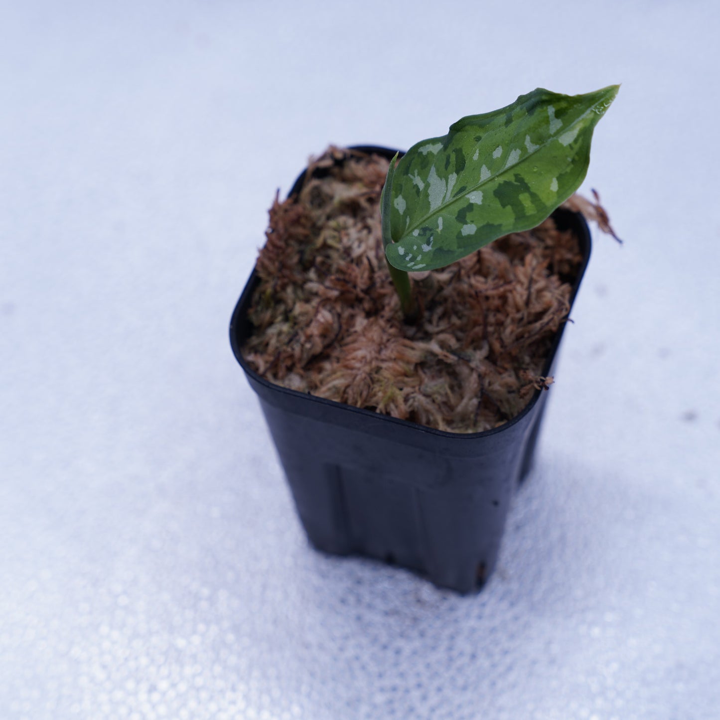 <出射便>Aglaonema Pictum Tricolor “Andaman” Port Blair