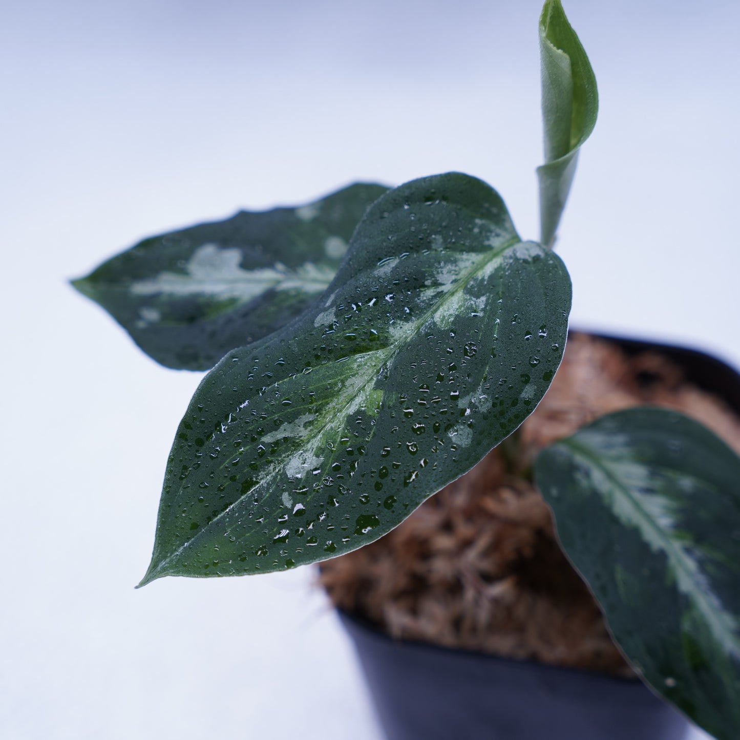 <オリジナル>Aglaonema Pictum Multicolor UND “BERGDORF”