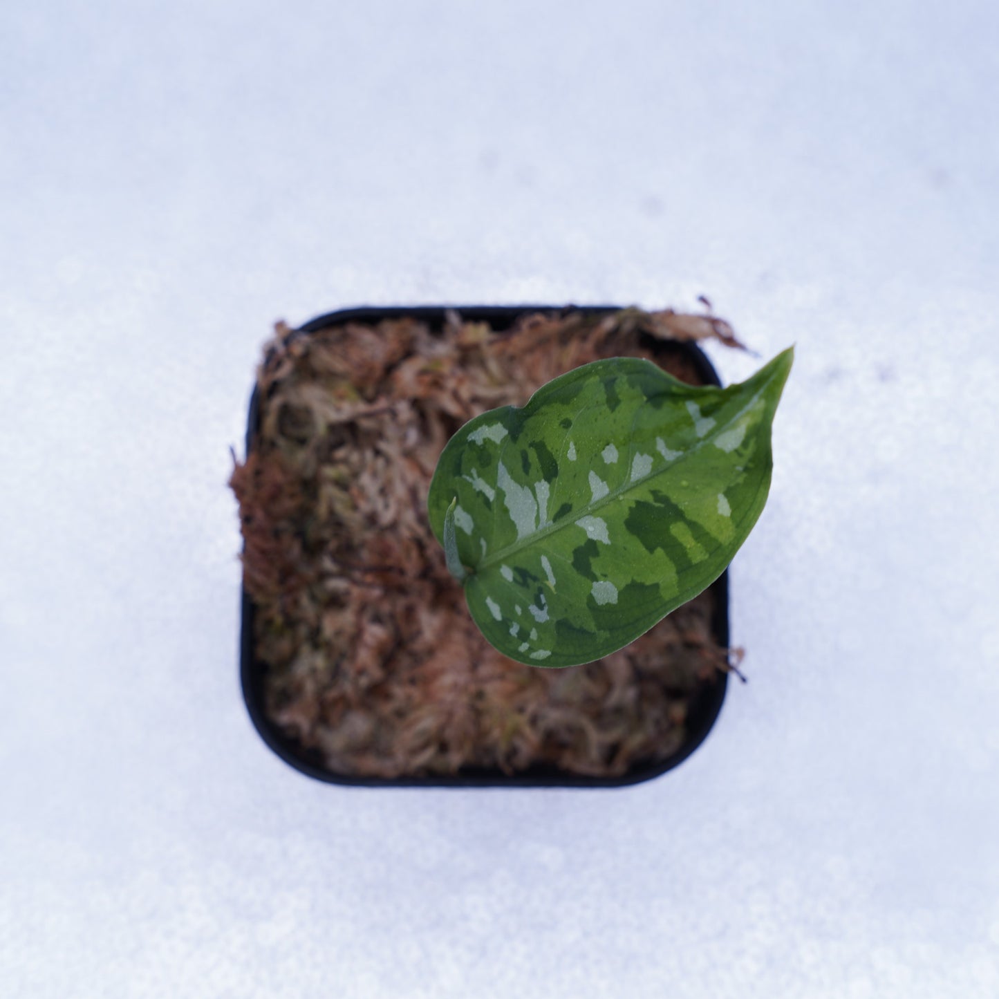 <出射便>Aglaonema Pictum Tricolor “Andaman” Port Blair