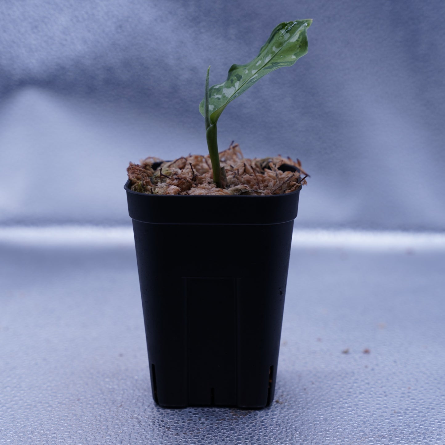<出射便>Aglaonema Pictum Tricolor “Andaman” Port Blair