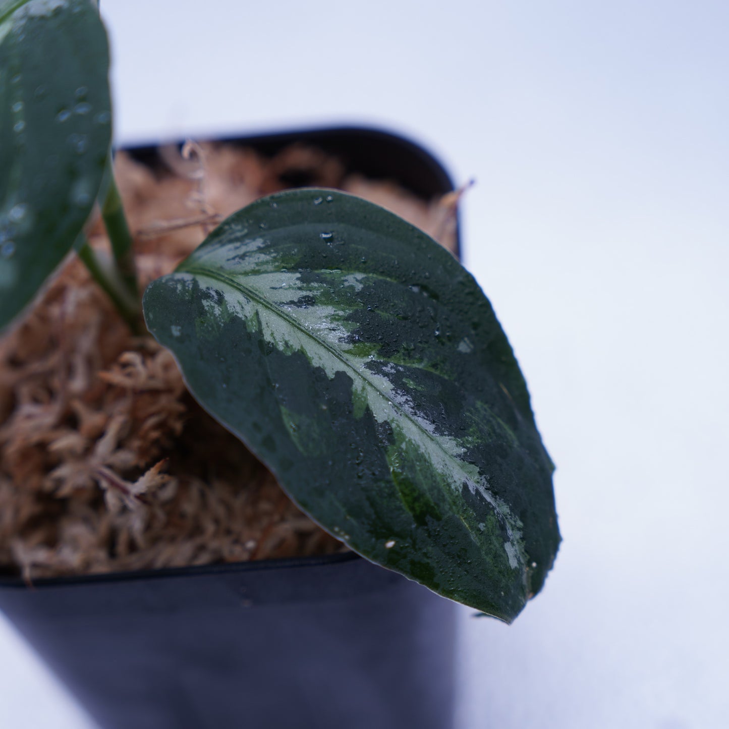 <オリジナル>Aglaonema Pictum Multicolor UND “BERGDORF”