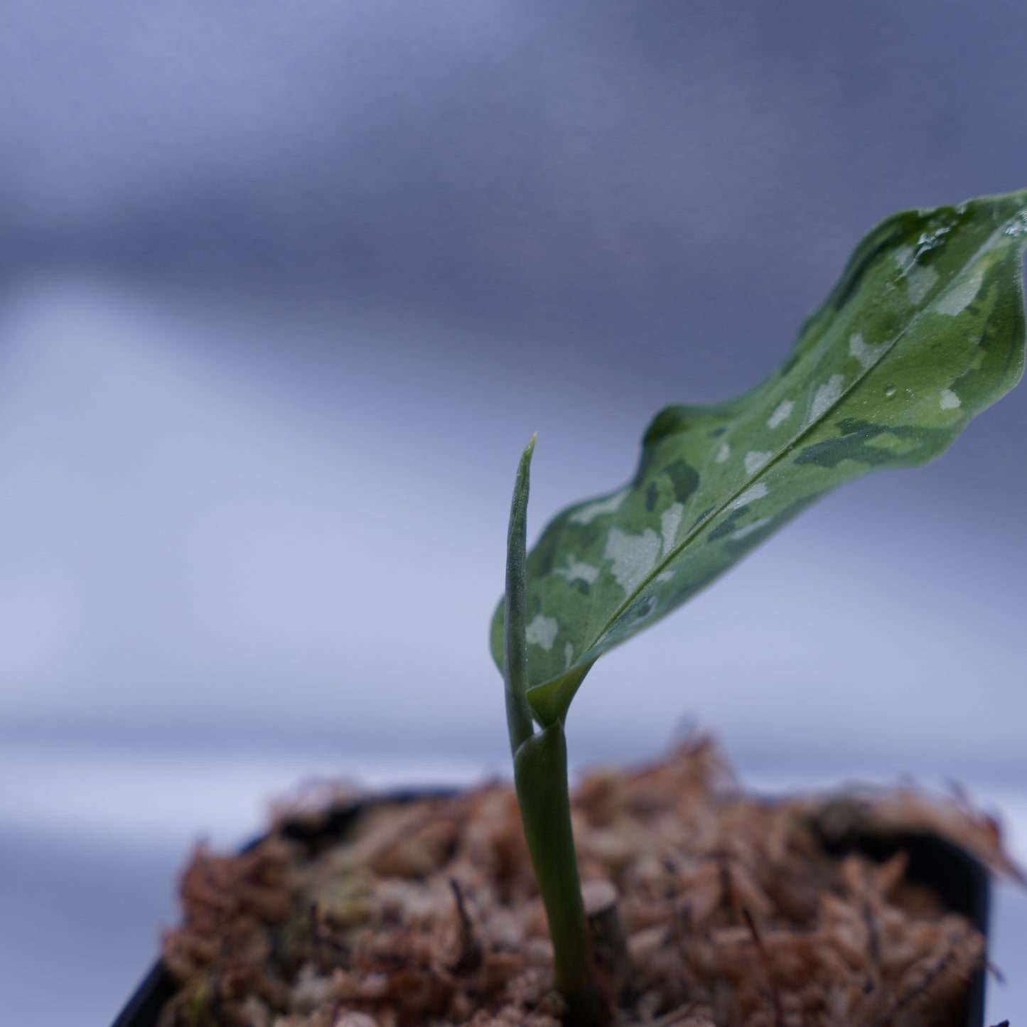<出射便>Aglaonema Pictum Tricolor “Andaman” Port Blair