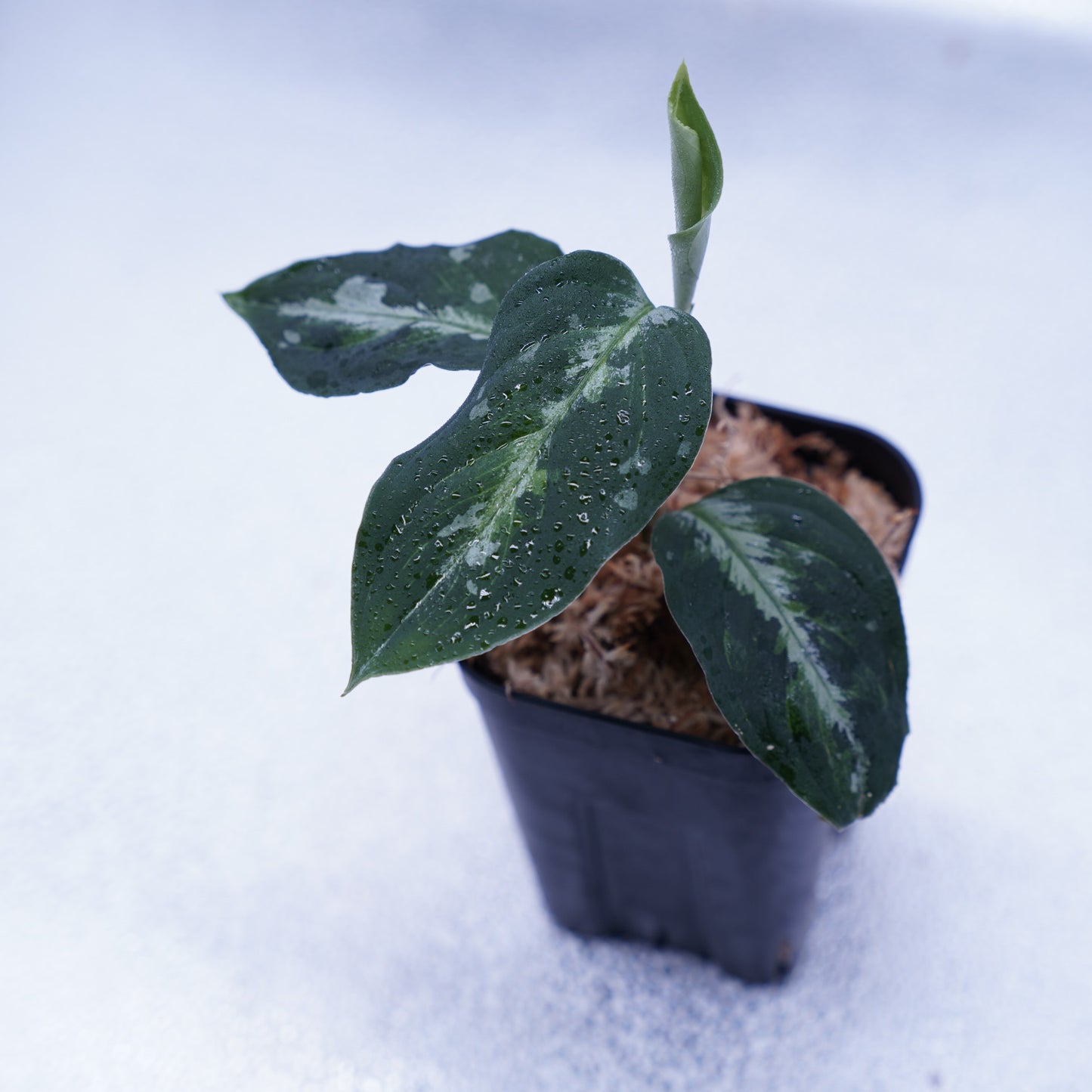<オリジナル>Aglaonema Pictum Multicolor UND “BERGDORF”