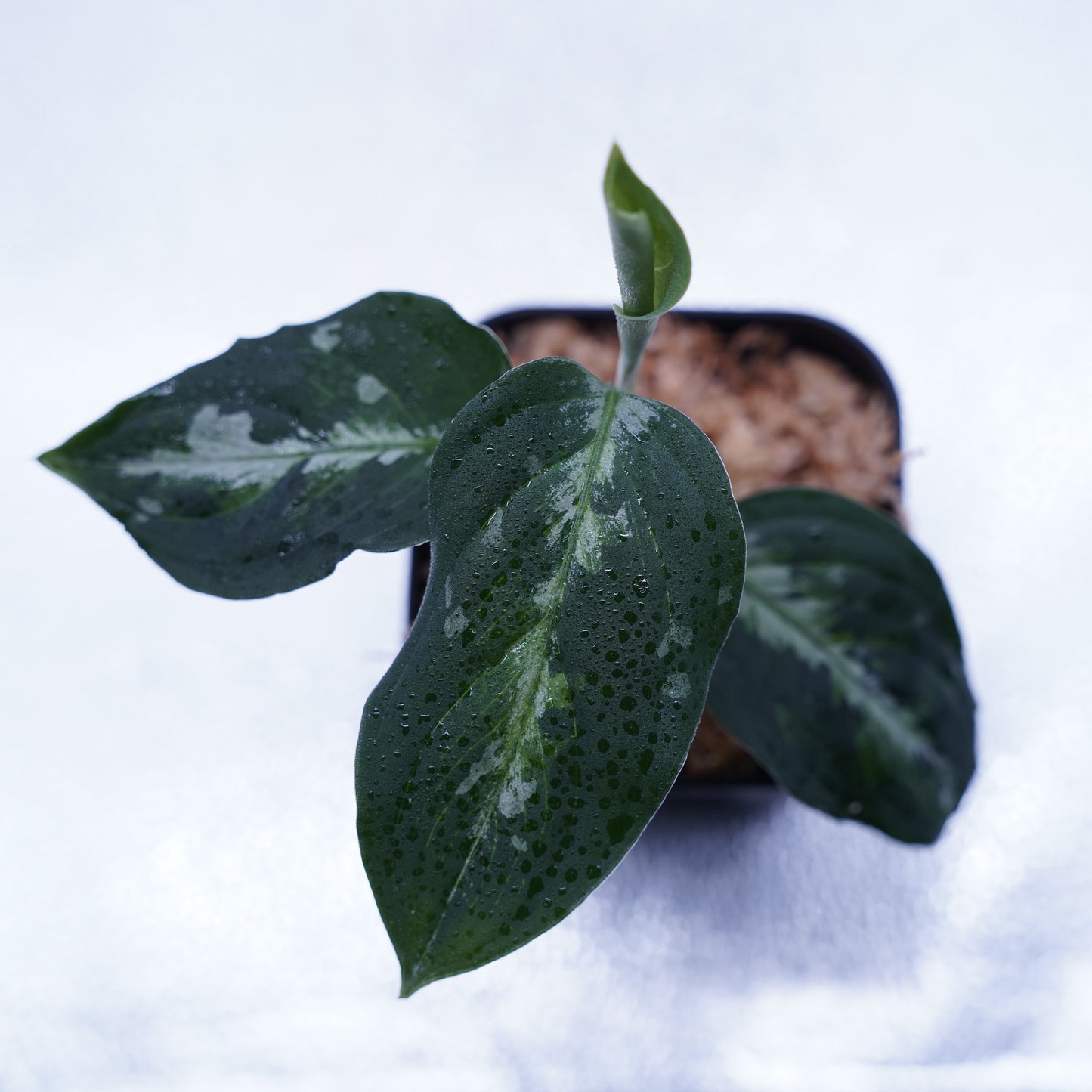 <オリジナル>Aglaonema Pictum Multicolor UND “BERGDORF”