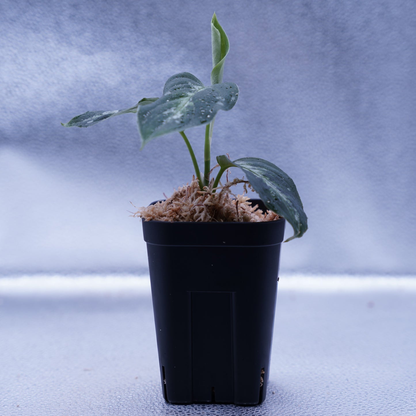 <オリジナル>Aglaonema Pictum Multicolor UND “BERGDORF”