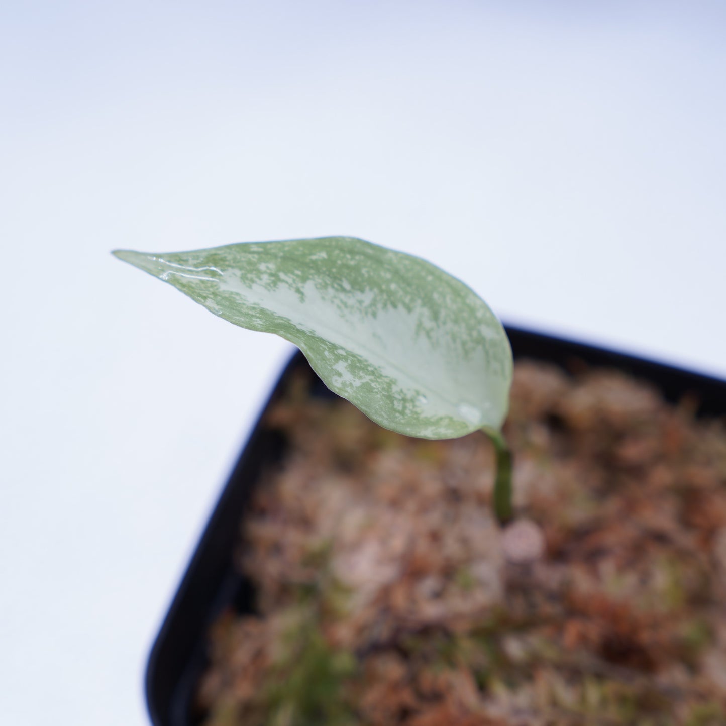 <TZ便>Aglaonema Pictum Tricolor【T-291219 b-5】スプラッシュタイプ
