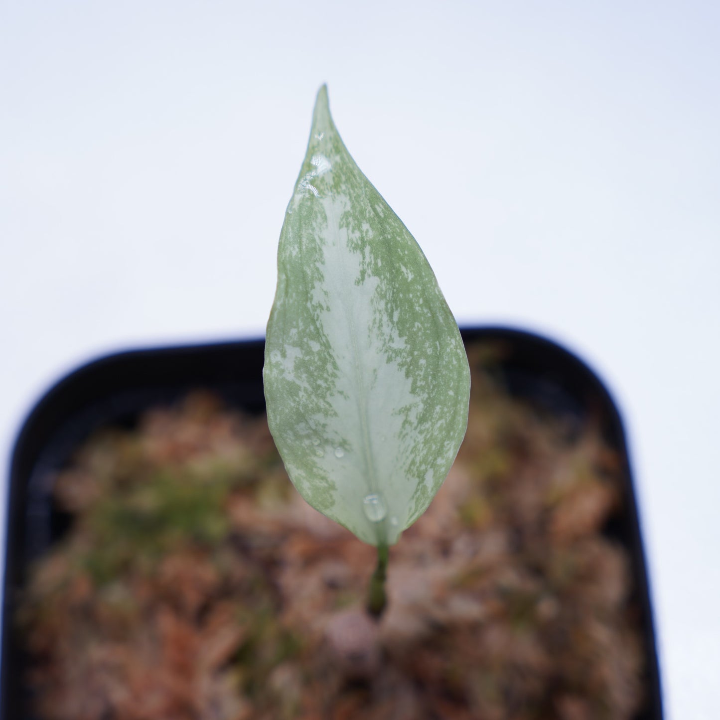 <TZ便>Aglaonema Pictum Tricolor【T-291219 b-5】スプラッシュタイプ