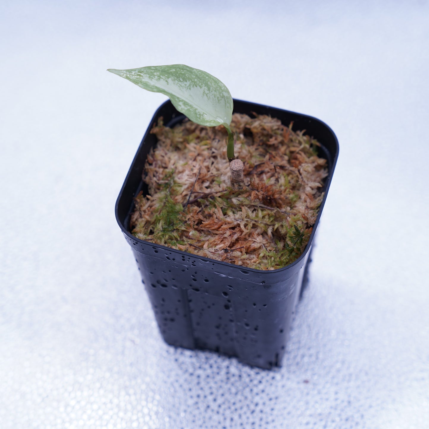 <TZ便>Aglaonema Pictum Tricolor【T-291219 b-5】スプラッシュタイプ