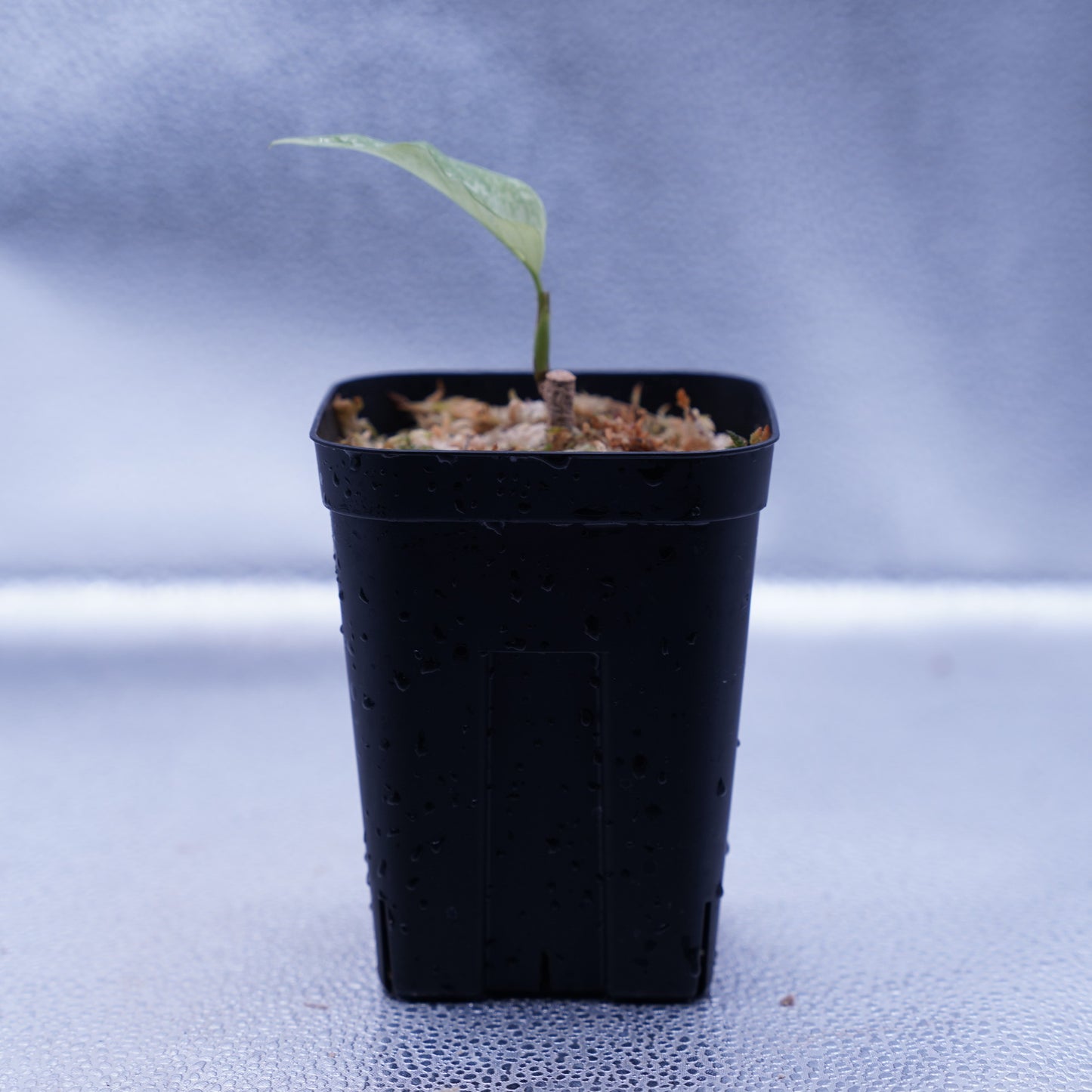 <TZ便>Aglaonema Pictum Tricolor【T-291219 b-5】スプラッシュタイプ