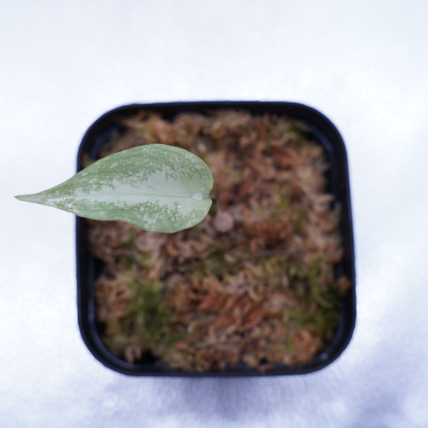 <TZ便>Aglaonema Pictum Tricolor【T-291219 b-5】スプラッシュタイプ