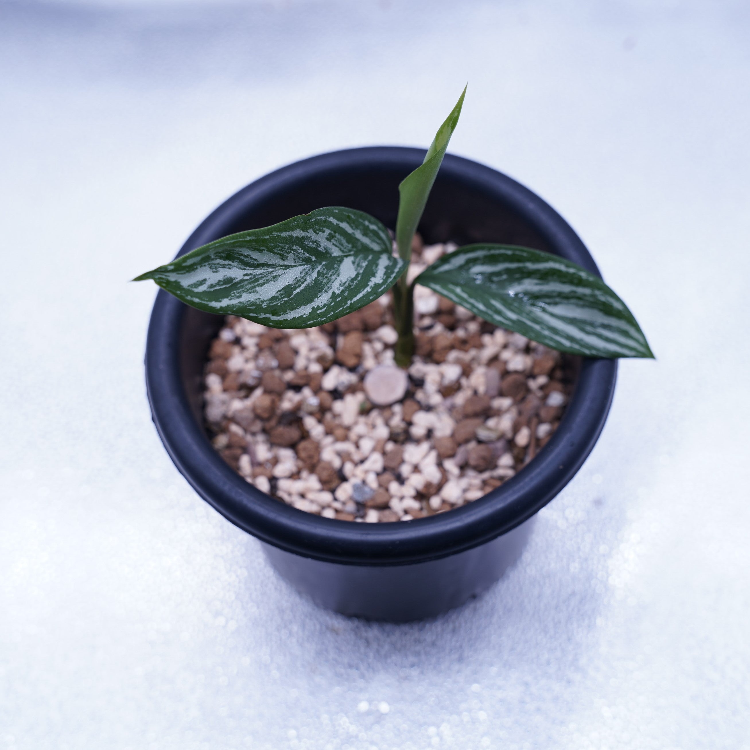 カーティシー＞Aglaonema Nitidum “Curtisii” UND230730 – undried