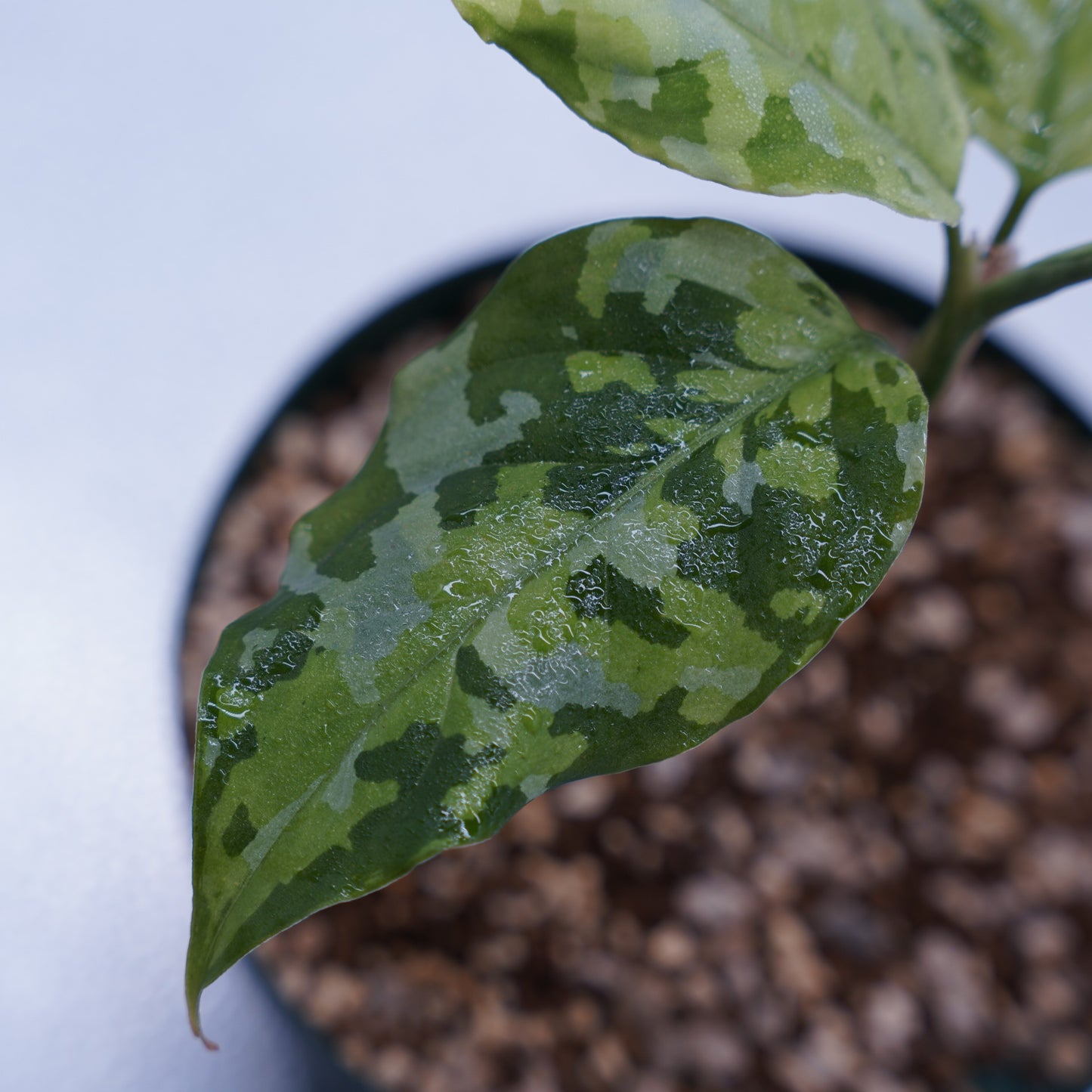 <出射便>Aglaonema Pictum Tricolor “Andaman” Port Blair