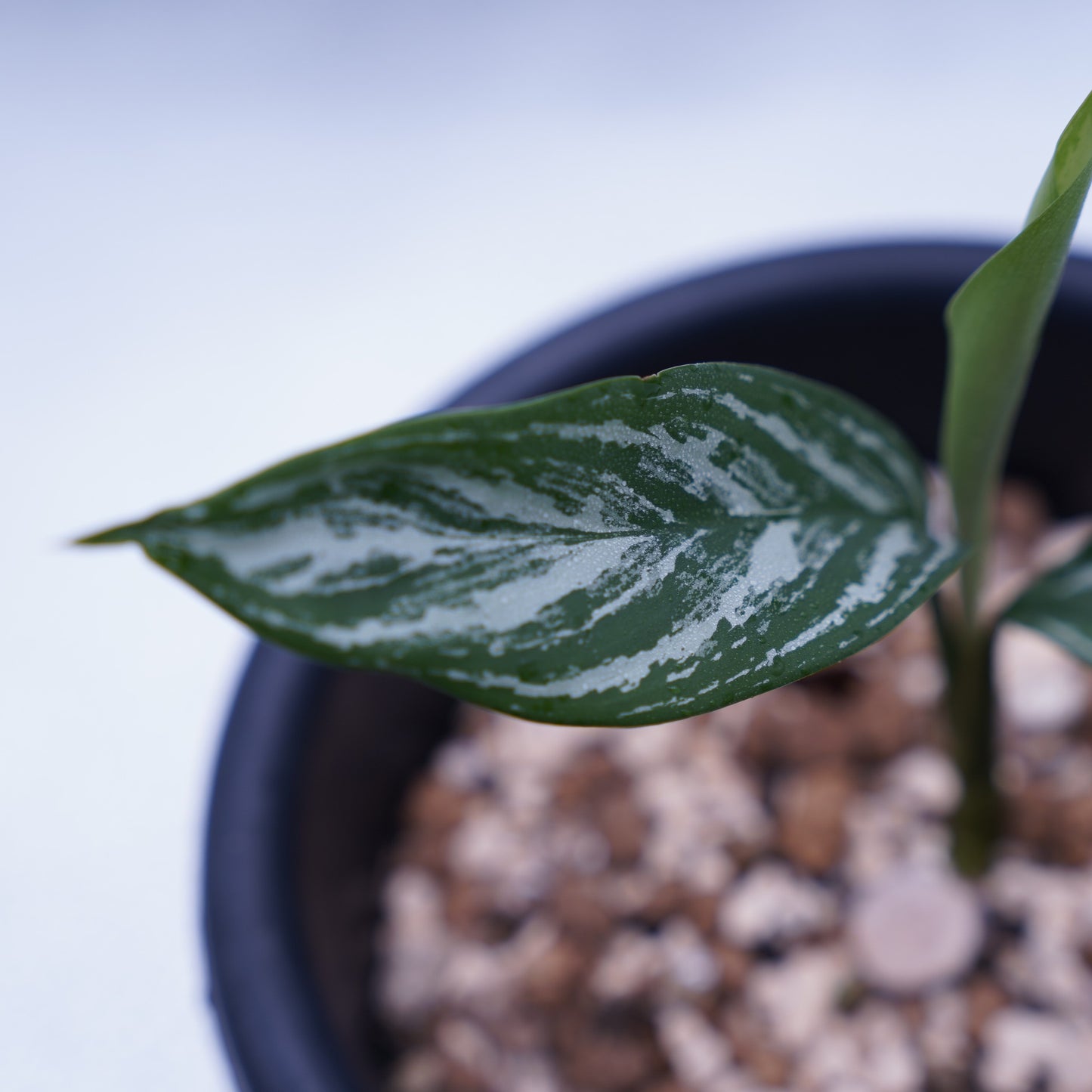 <カーティシー>Aglaonema Nitidum “Curtisii” UND230730