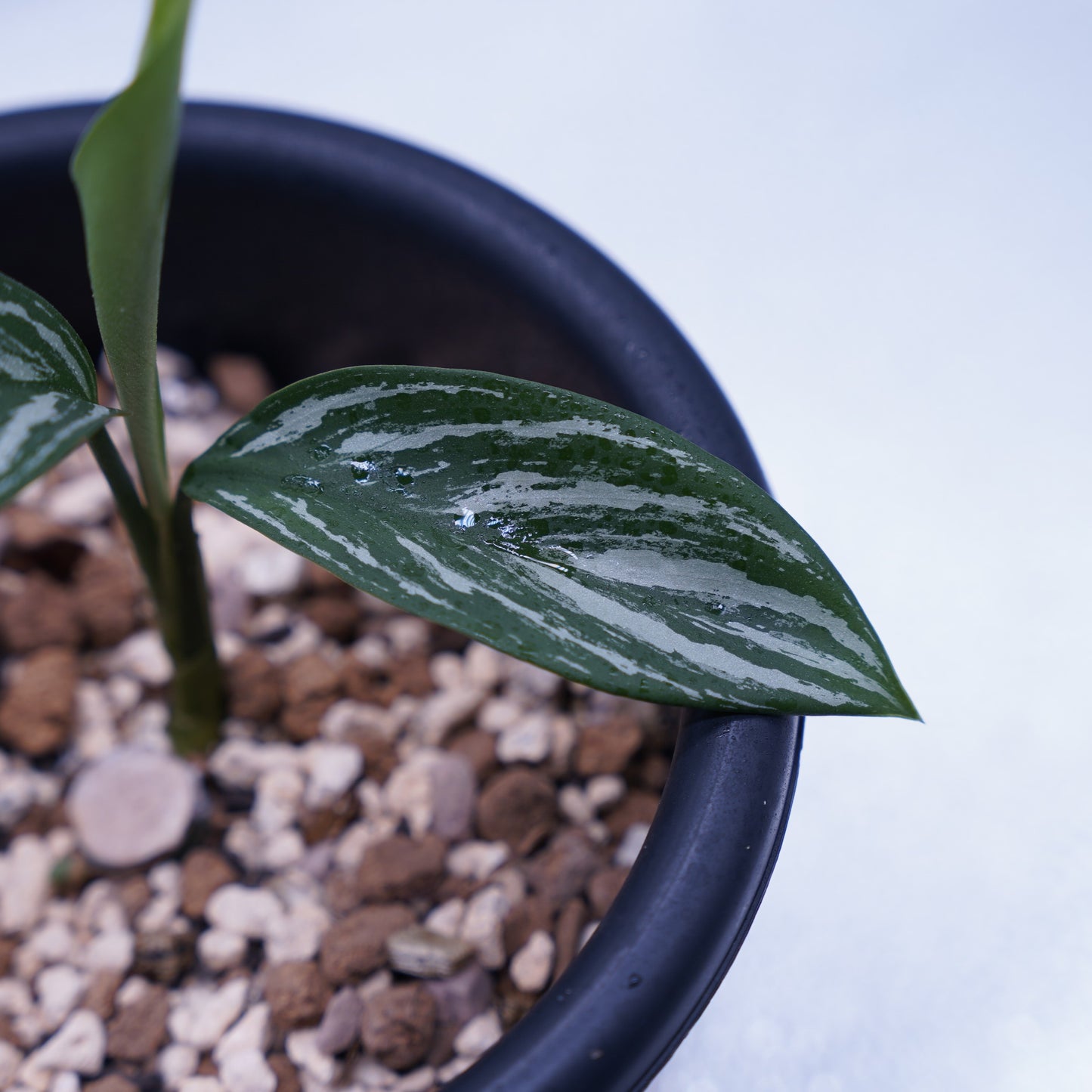 <カーティシー>Aglaonema Nitidum “Curtisii” UND230730