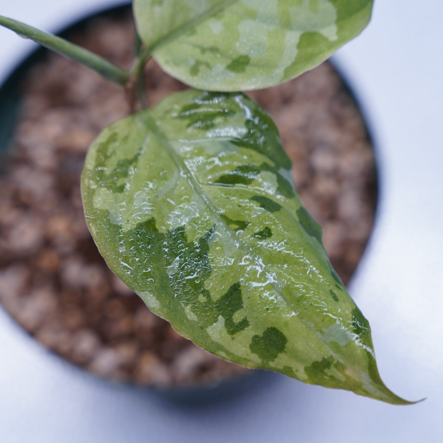 <出射便>Aglaonema Pictum Tricolor “Andaman” Port Blair
