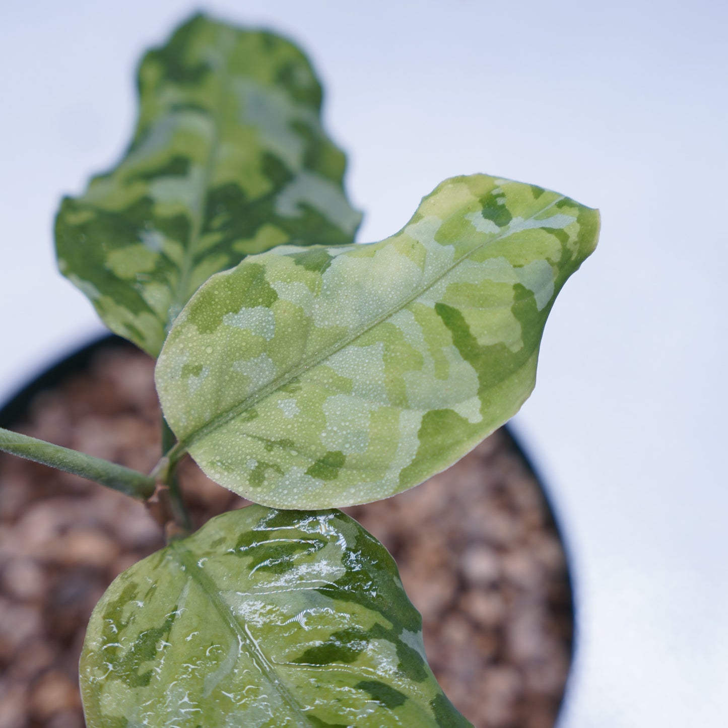 <出射便>Aglaonema Pictum Tricolor “Andaman” Port Blair