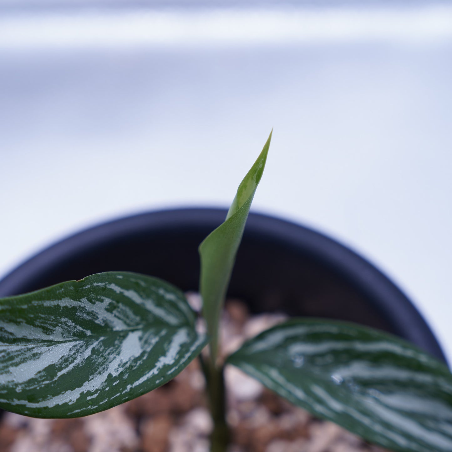 <カーティシー>Aglaonema Nitidum “Curtisii” UND230730