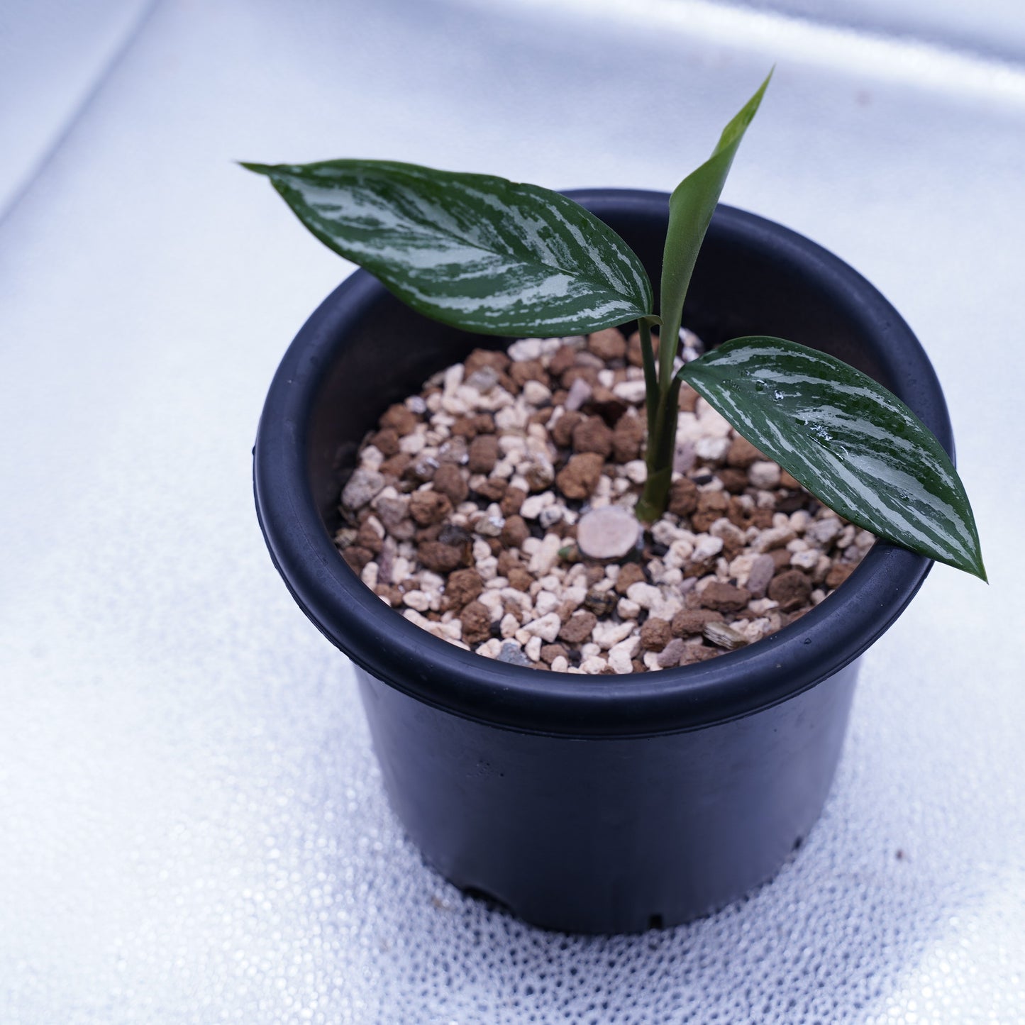 <カーティシー>Aglaonema Nitidum “Curtisii” UND230730