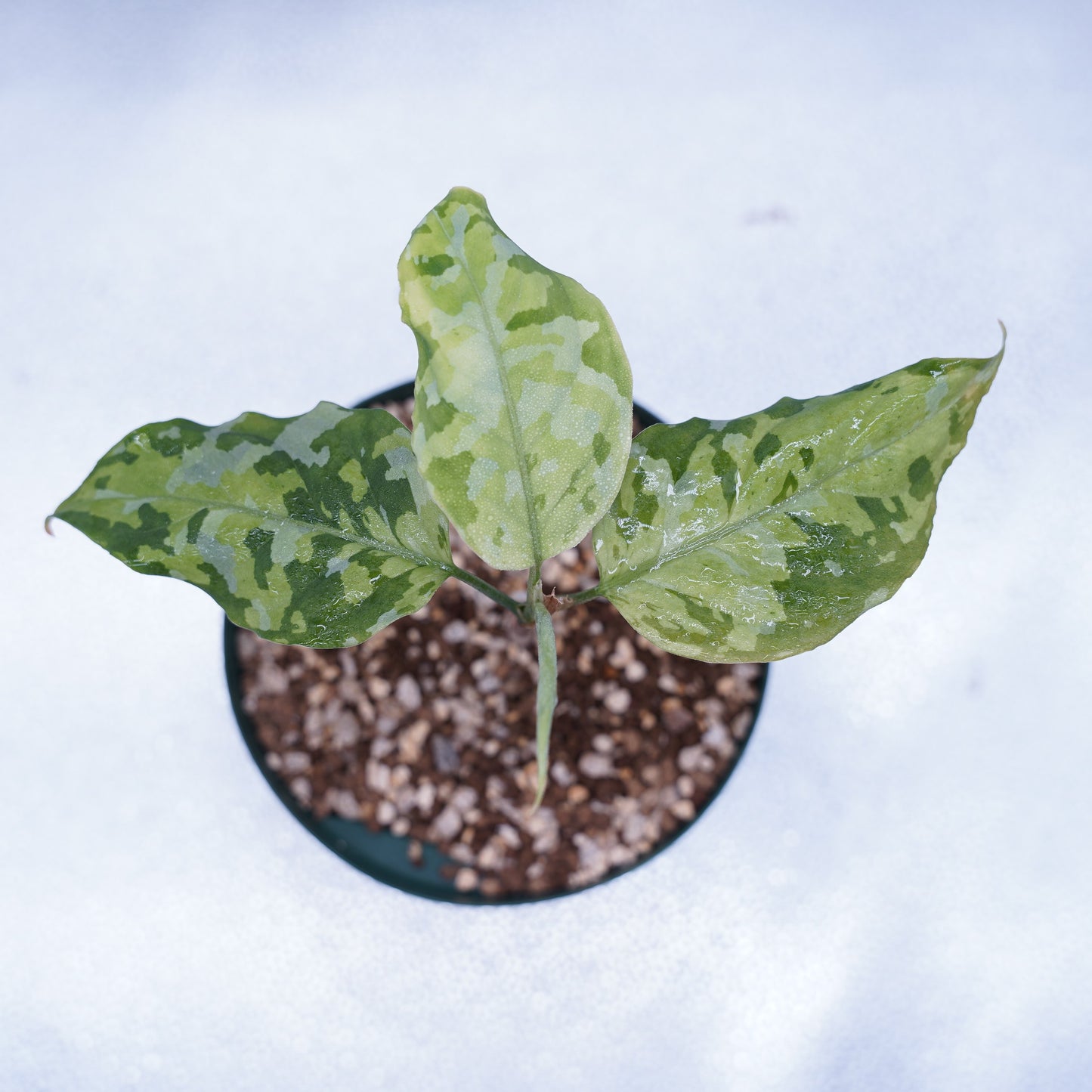 <出射便>Aglaonema Pictum Tricolor “Andaman” Port Blair
