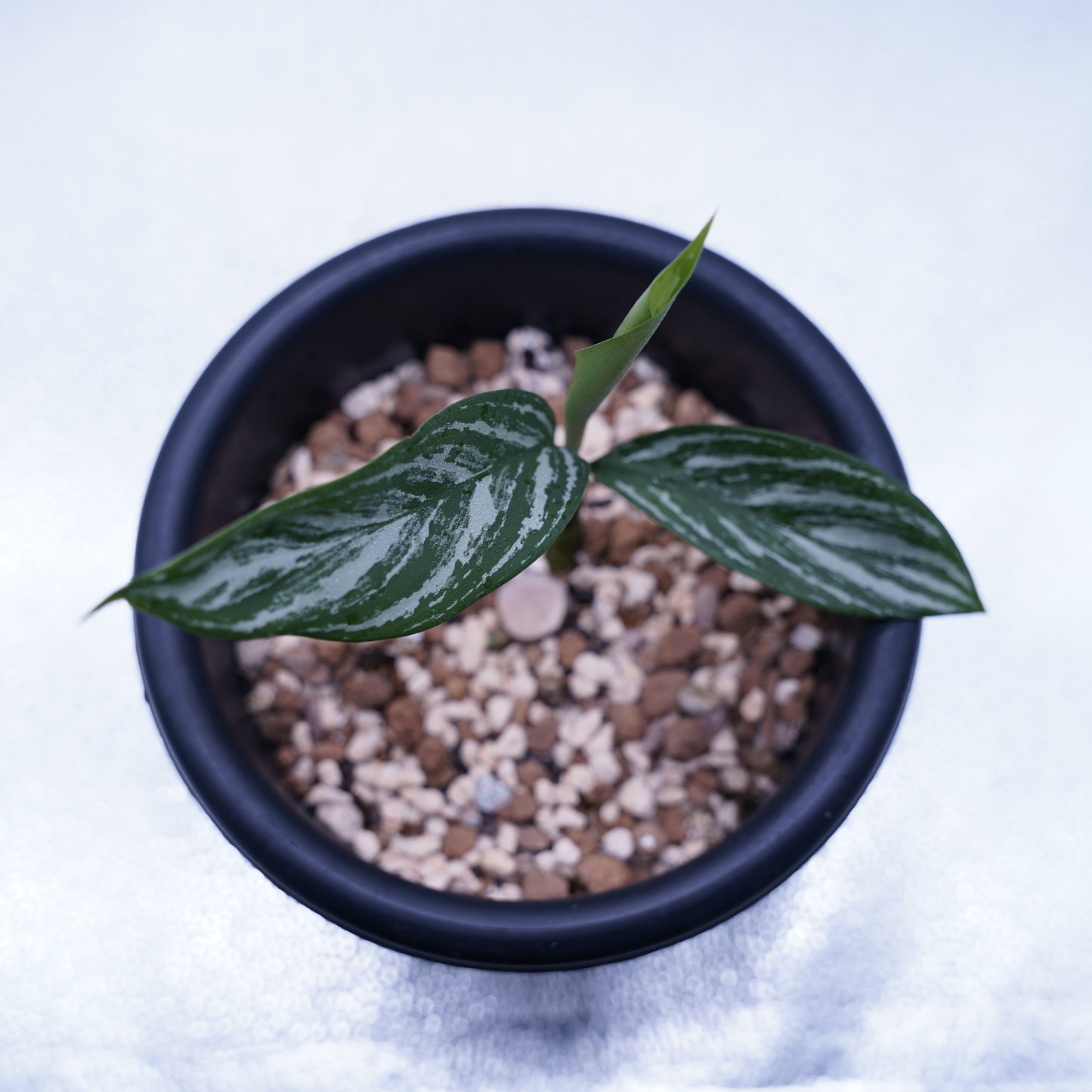 <カーティシー>Aglaonema Nitidum “Curtisii” UND230730