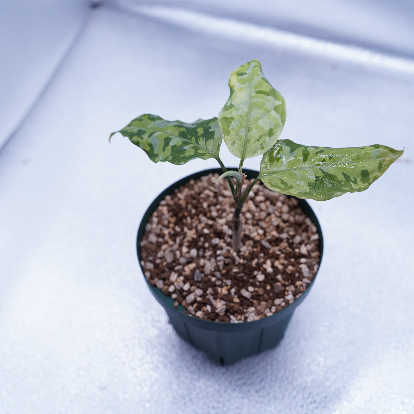 <出射便>Aglaonema Pictum Tricolor “Andaman” Port Blair