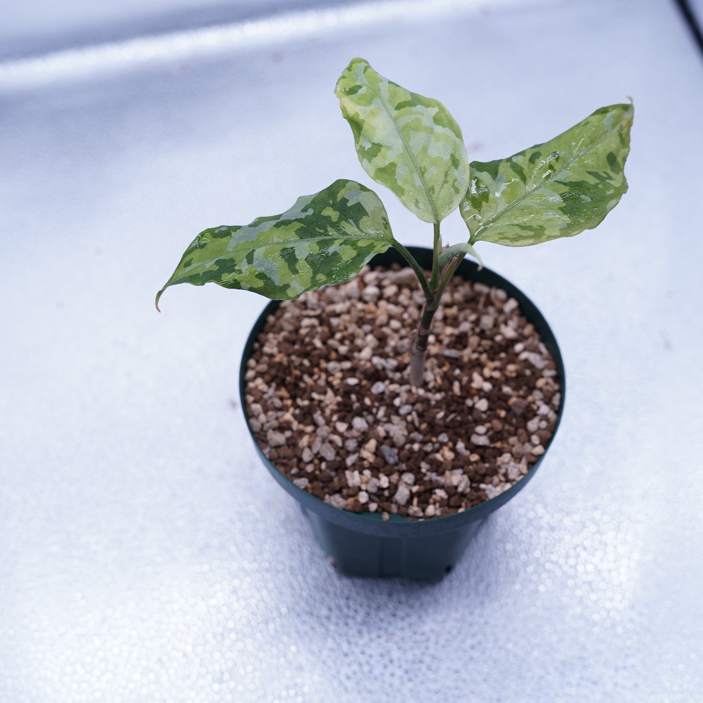 <出射便>Aglaonema Pictum Tricolor “Andaman” Port Blair