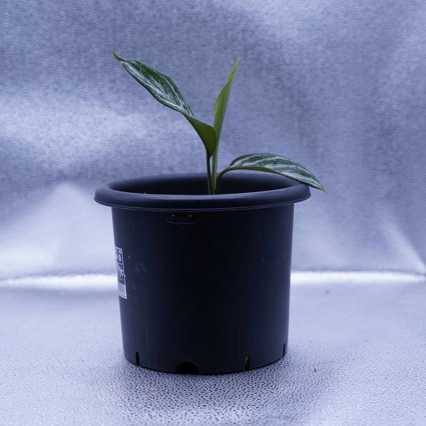 <カーティシー>Aglaonema Nitidum “Curtisii” UND230730