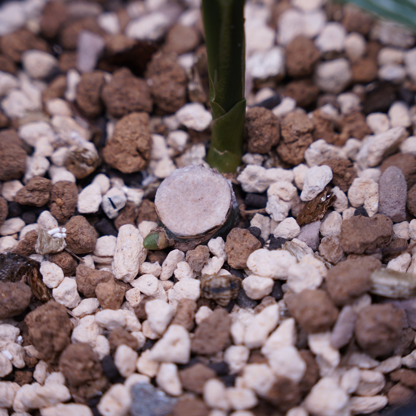 <カーティシー>Aglaonema Nitidum “Curtisii” UND230730