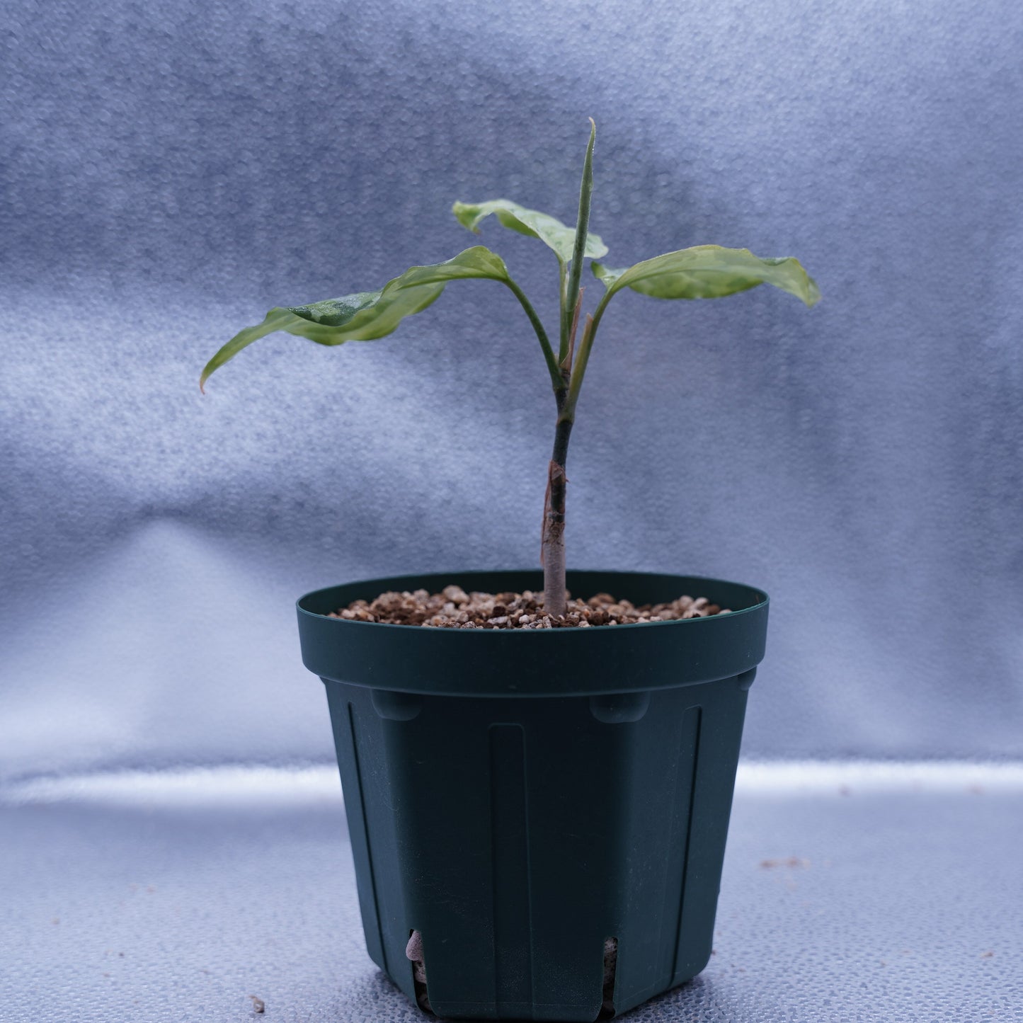 <出射便>Aglaonema Pictum Tricolor “Andaman” Port Blair