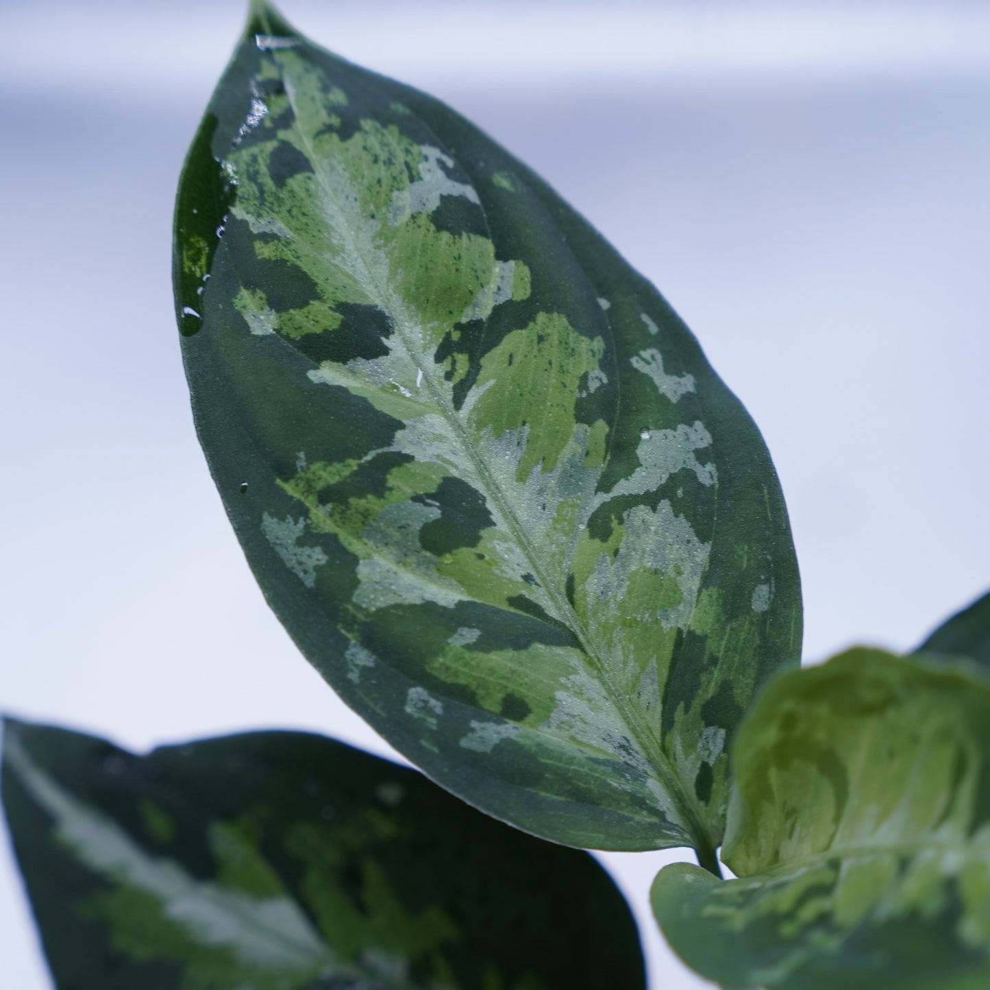 <オリジナル>Aglaonema Pictum Multicolor UND “BERGDORF”