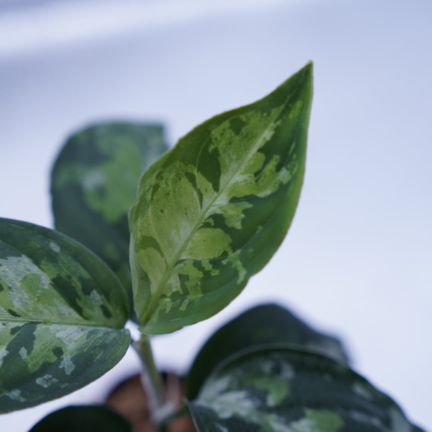<オリジナル>Aglaonema Pictum Multicolor UND “BERGDORF”