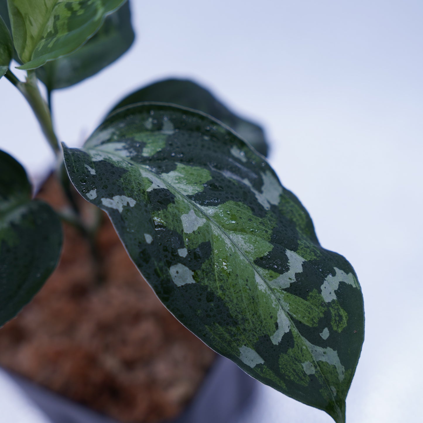 <オリジナル>Aglaonema Pictum Multicolor UND “BERGDORF”