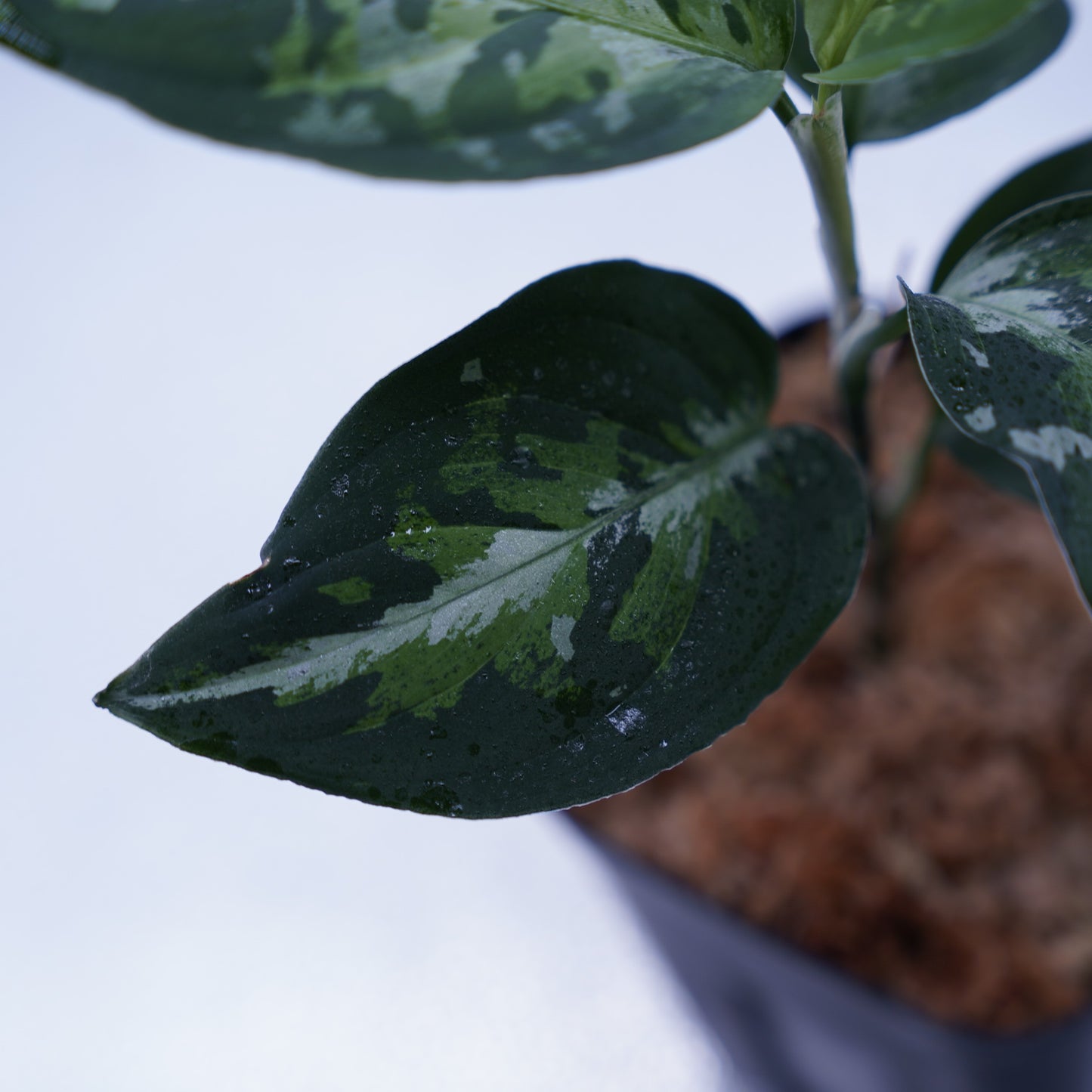 <オリジナル>Aglaonema Pictum Multicolor UND “BERGDORF”