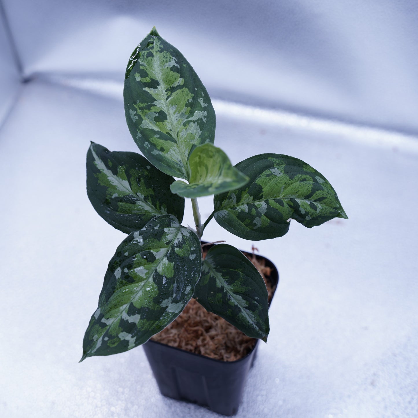 <オリジナル>Aglaonema Pictum Multicolor UND “BERGDORF”