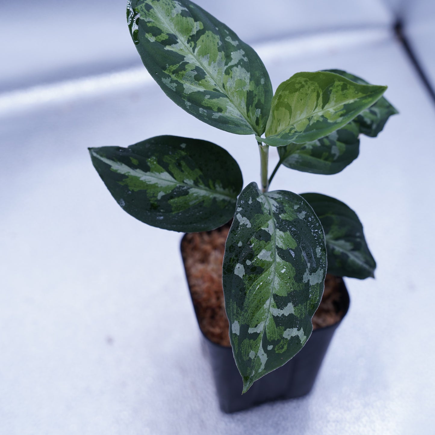 <オリジナル>Aglaonema Pictum Multicolor UND “BERGDORF”