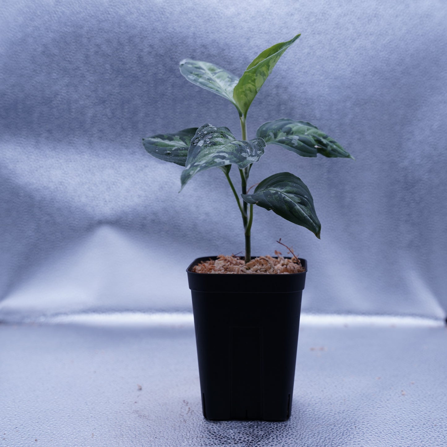 <オリジナル>Aglaonema Pictum Multicolor UND “BERGDORF”
