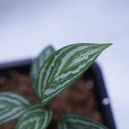 <カーティシー>Aglaonema Nitidum “Curtisii” UND231029※コンパクトタイプ