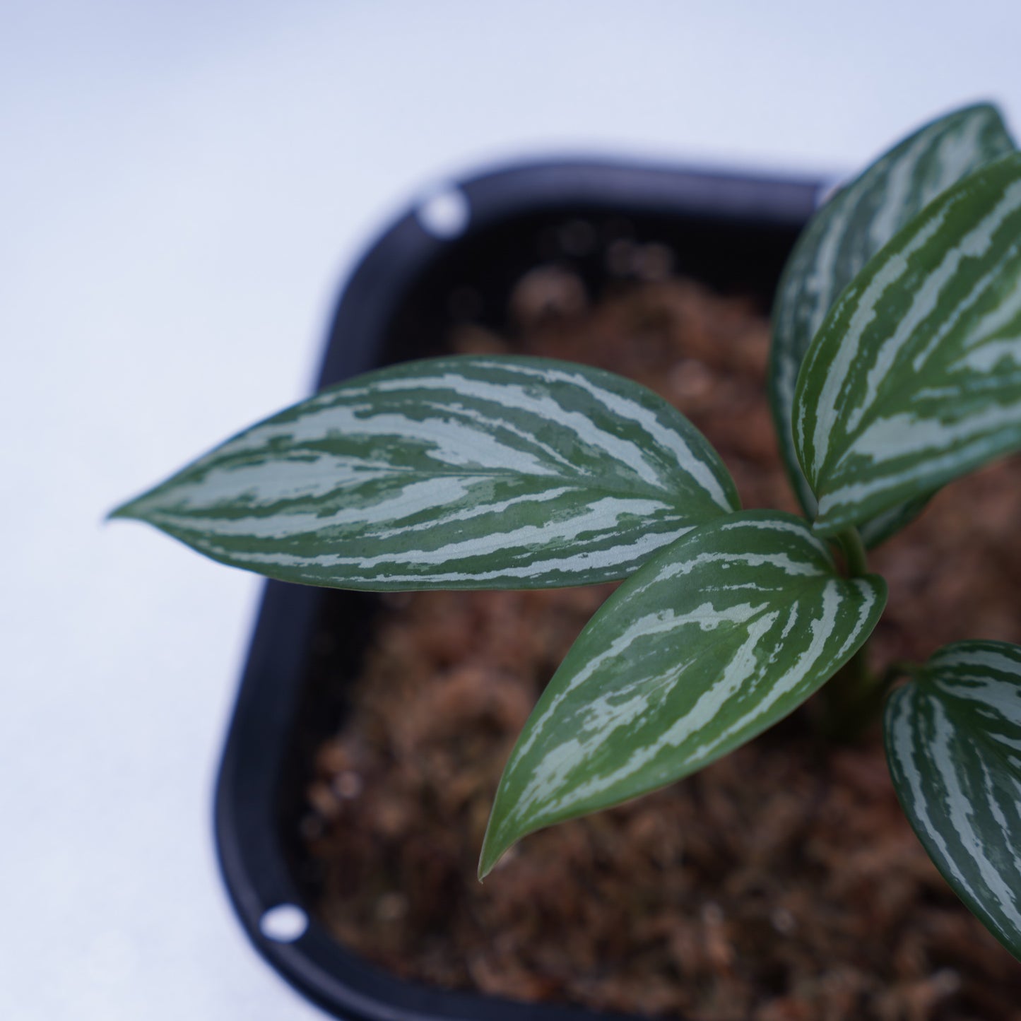 <カーティシー>Aglaonema Nitidum “Curtisii” UND231029※コンパクトタイプ