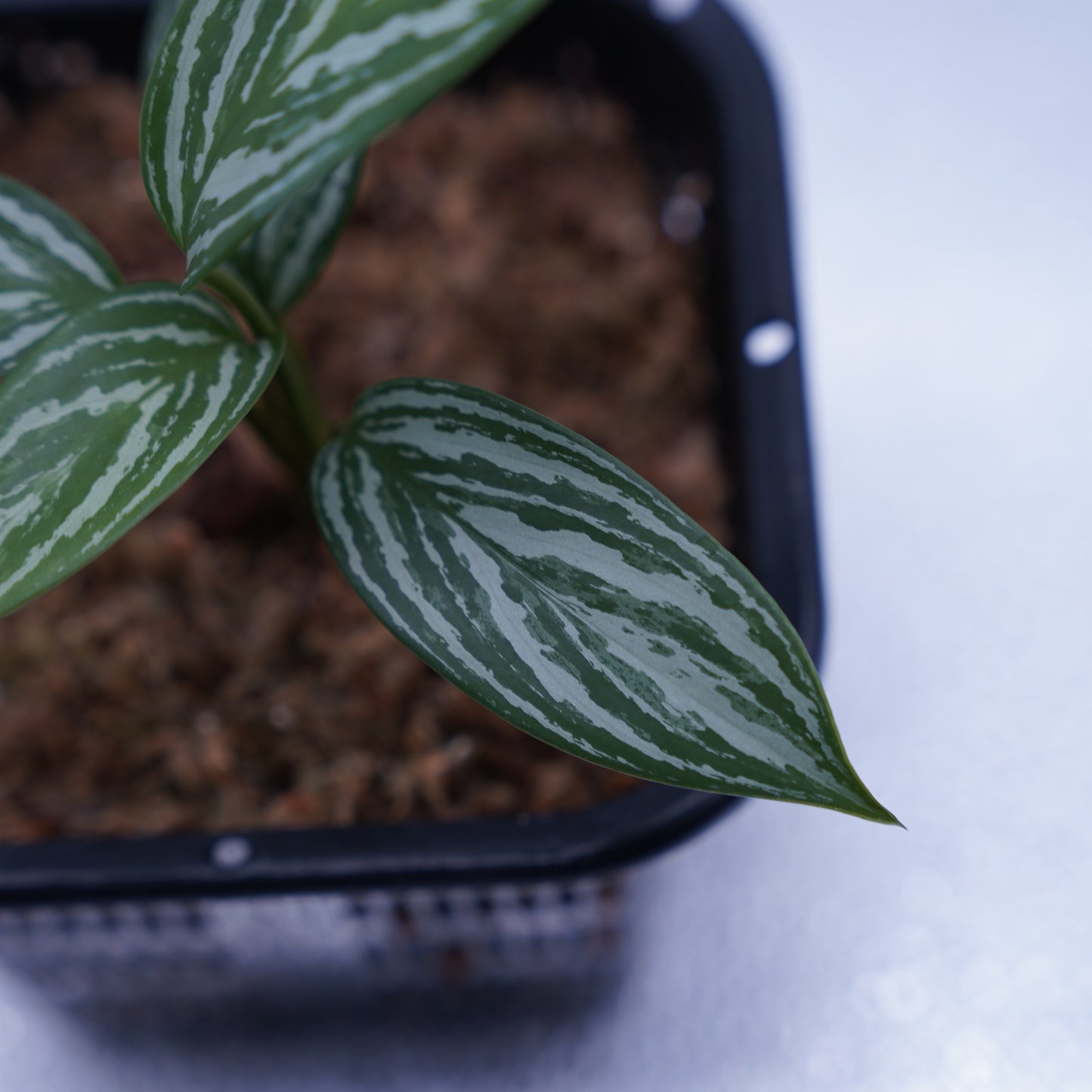 <カーティシー>Aglaonema Nitidum “Curtisii” UND231029※コンパクトタイプ