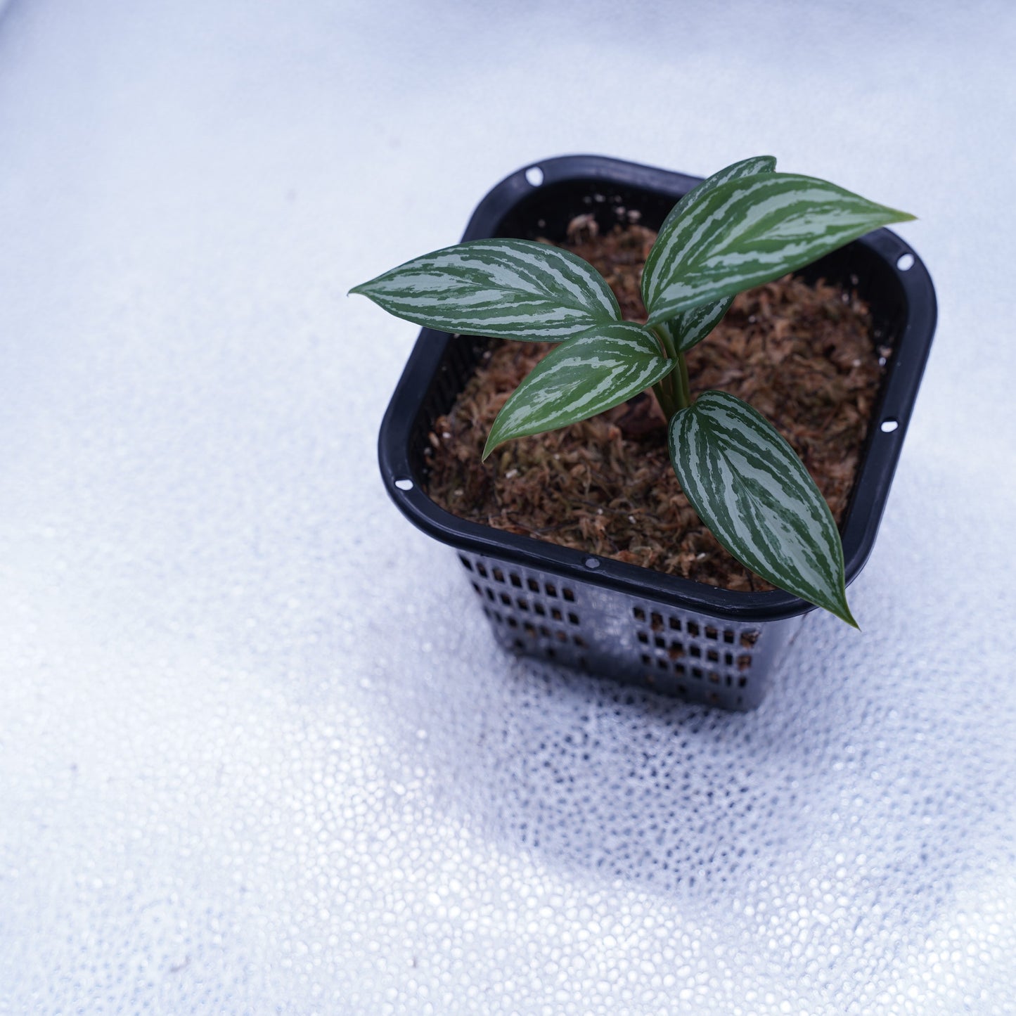 <カーティシー>Aglaonema Nitidum “Curtisii” UND231029※コンパクトタイプ