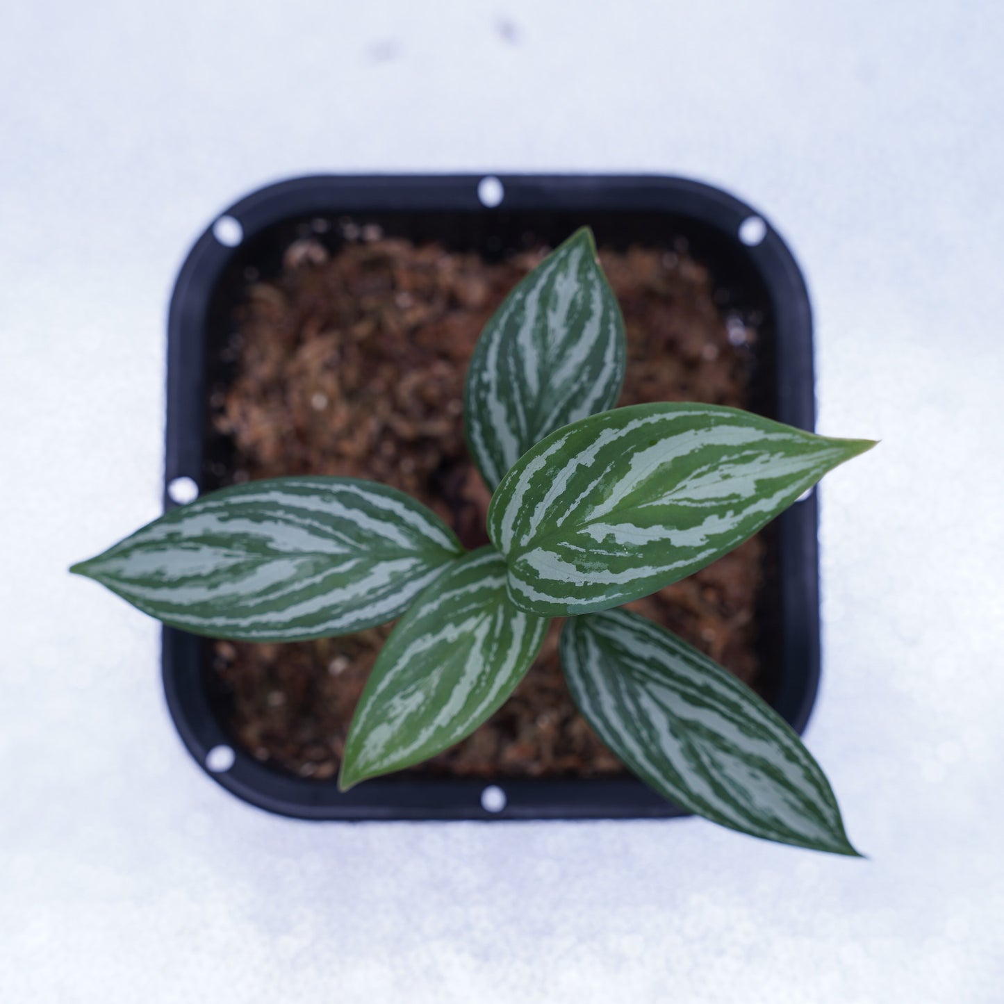 <カーティシー>Aglaonema Nitidum “Curtisii” UND231029※コンパクトタイプ