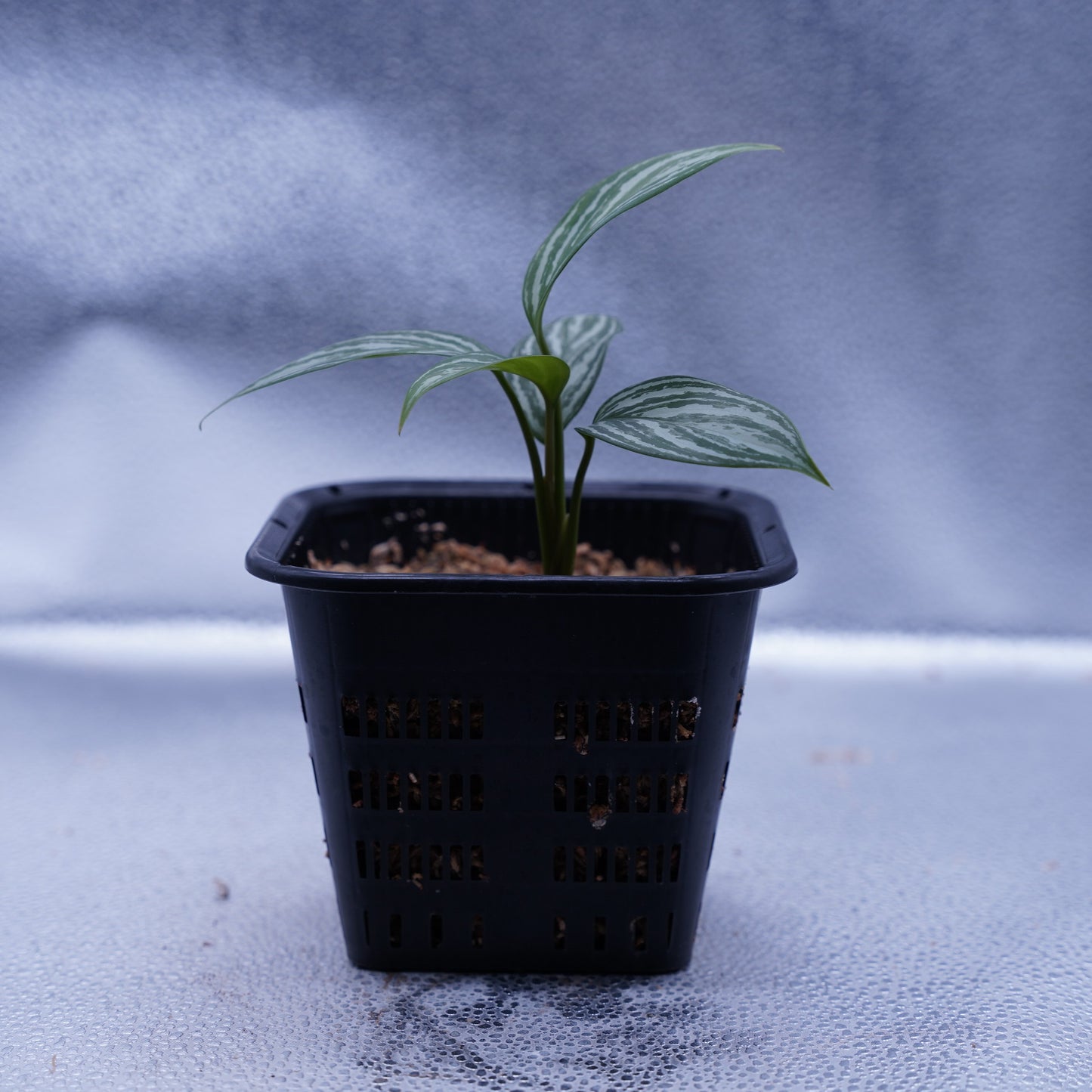 <カーティシー>Aglaonema Nitidum “Curtisii” UND231029※コンパクトタイプ