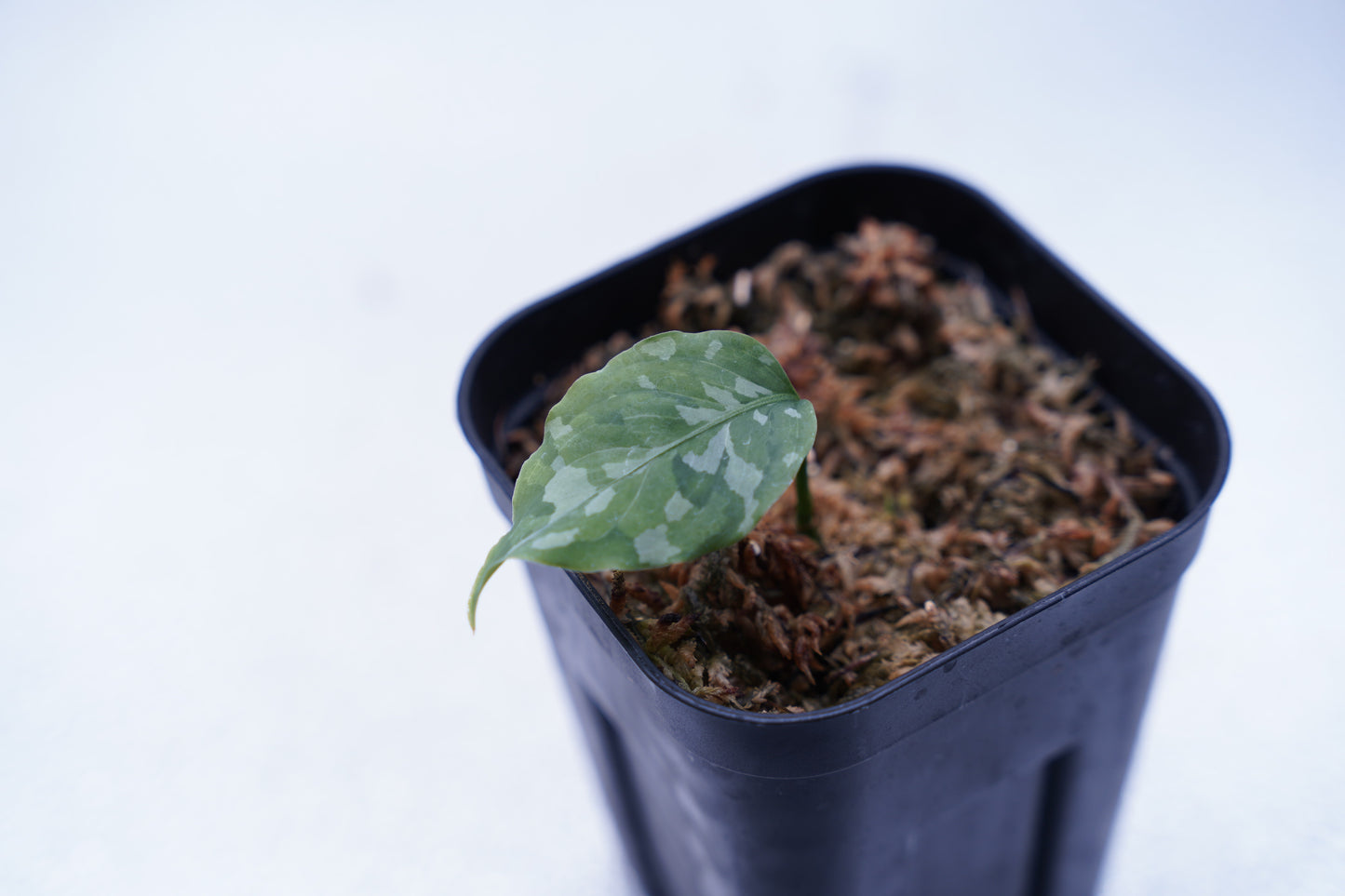<出射便>Aglaonema Pictum Tricolor “Andaman” Port Blair