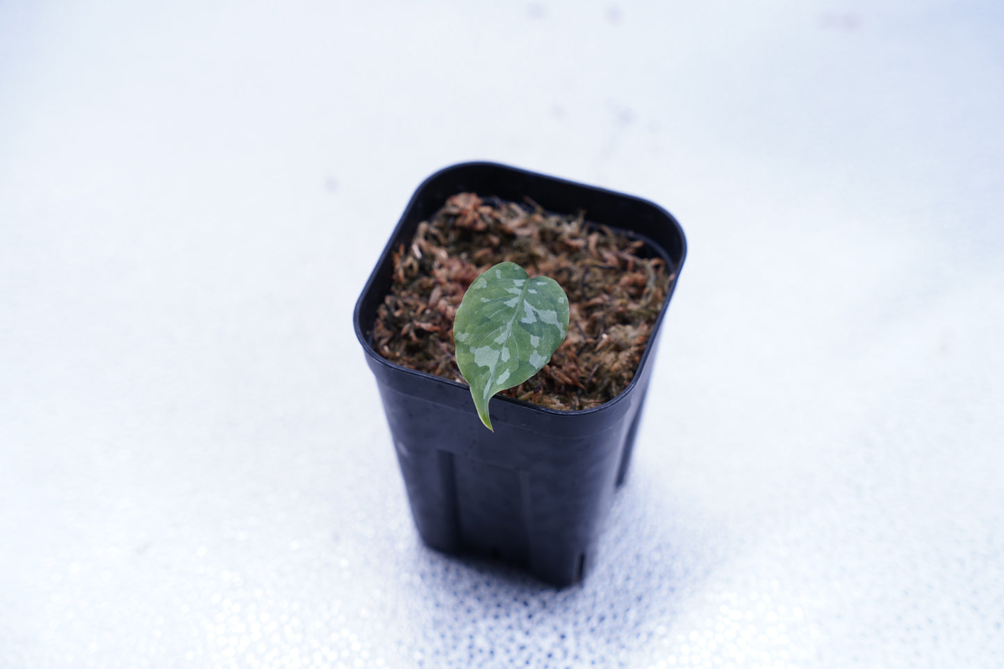 <出射便>Aglaonema Pictum Tricolor “Andaman” Port Blair