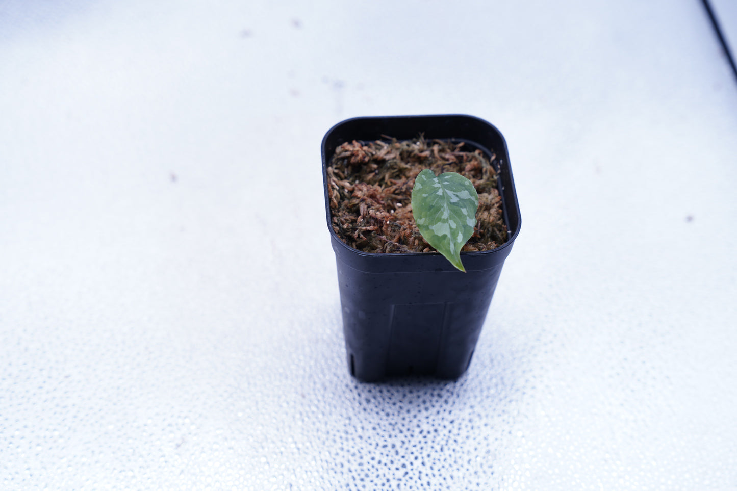 <出射便>Aglaonema Pictum Tricolor “Andaman” Port Blair