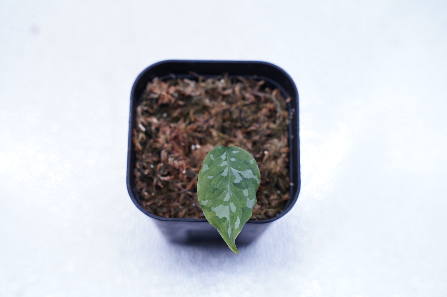 <出射便>Aglaonema Pictum Tricolor “Andaman” Port Blair
