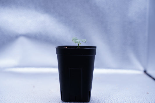 <出射便>Aglaonema Pictum Tricolor “Andaman” Port Blair