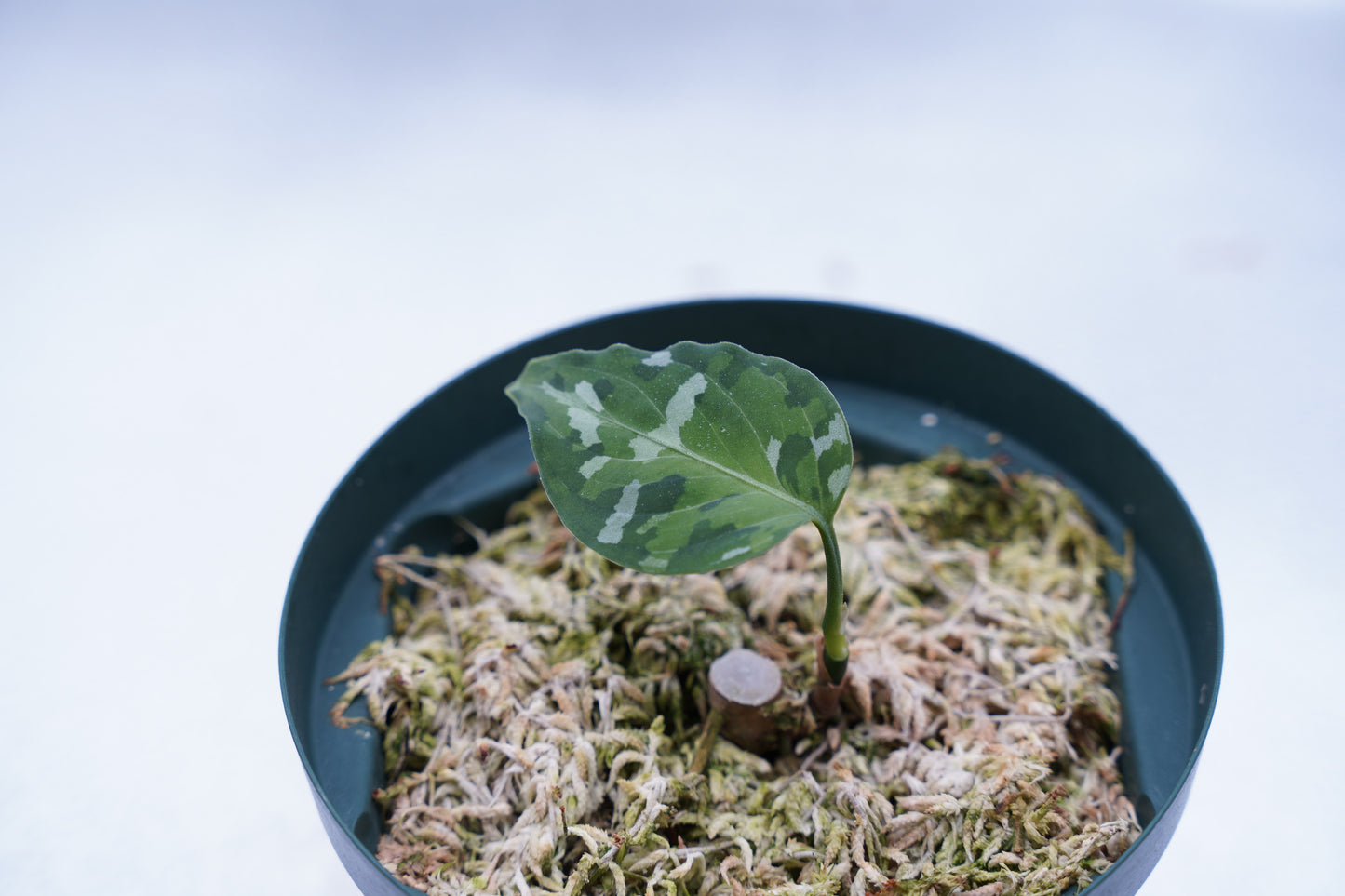 <出射便>Aglaonema Pictum Tricolor “Andaman” Port Blair